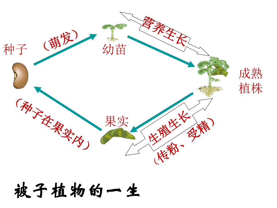 中考总复习被子植物的一生课件22张ppt