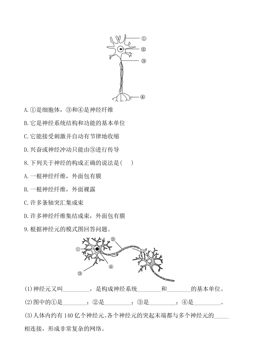 4.12.2.1 人体的神经调节 课时达标练习（解析版）