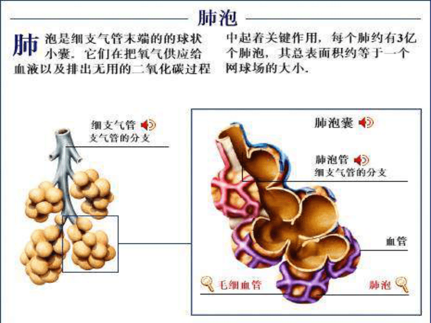 第10章 健康的身体  运动、休息与健康  休息与健康