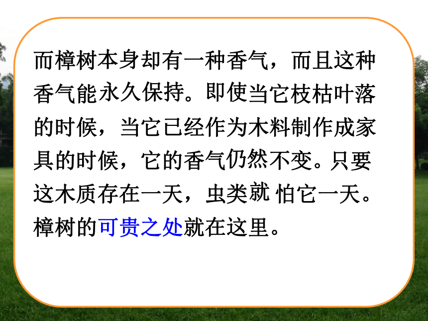 苏教版 四年级下册 第七单元 22 宋庆龄故居的樟树