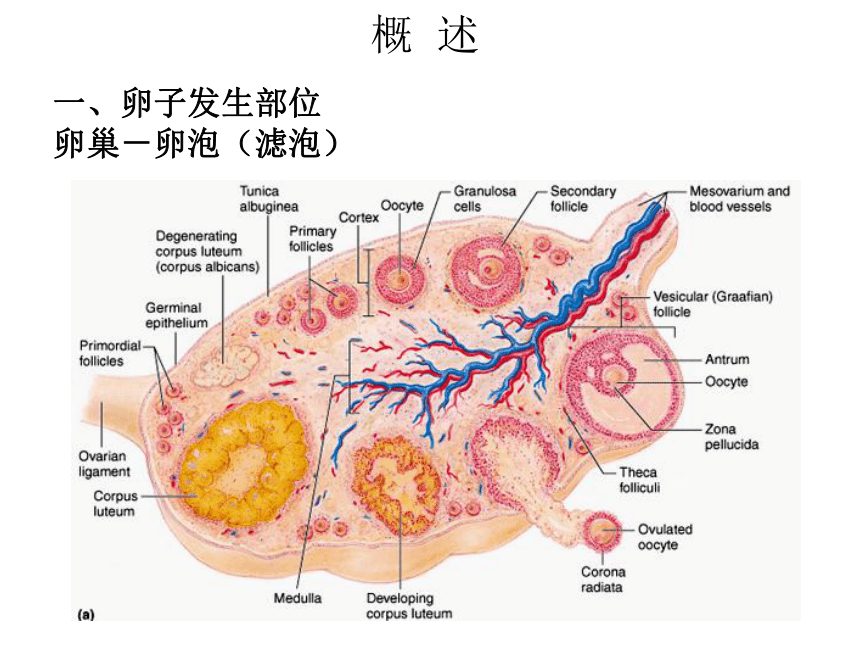 小鼠卵巢结构图图片