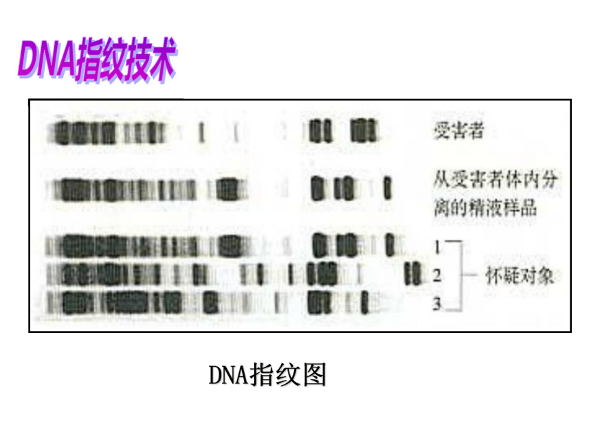广东省佛山市超盈实验中学高中生物必修一_2.3遗传信息携带者 课件 （共23张PPT）