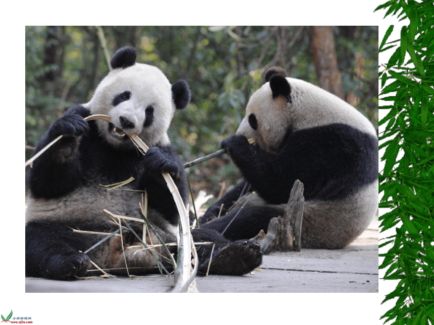 语文三年级上西师版11《可爱的大熊猫》课件4