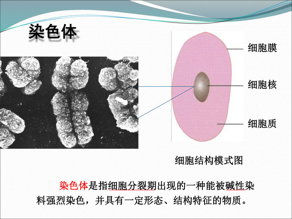 上海版八年级上册生物  2.3.2 染色体与人体性别决定 课件(14张PPT)