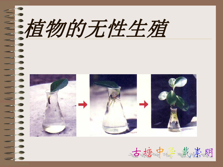 植物的无性生殖