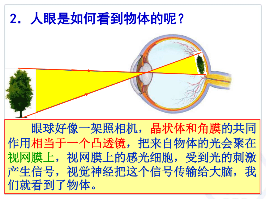 5.4眼睛和眼镜 课件 (1)