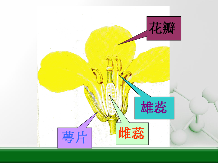 油菜花的解剖结构图图片