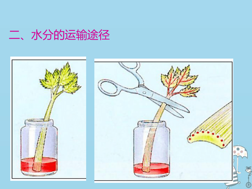 3.3绿色植物与生物圈的水循环 课件（19张PPT）