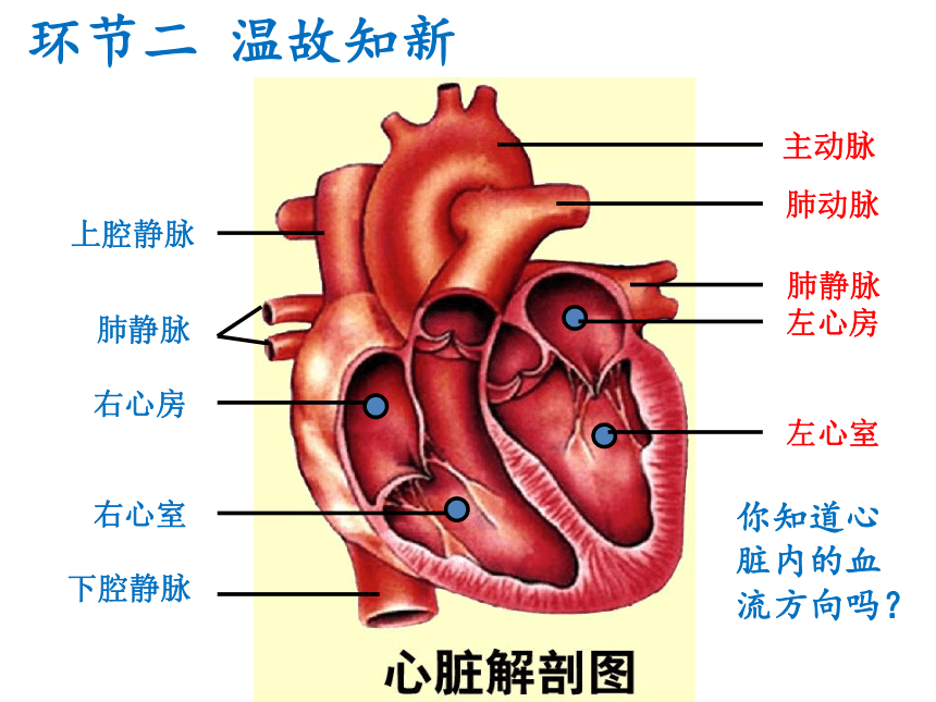 人教版初中生物七年级下册第四单元第四章第3节输送血液的泵心脏课件