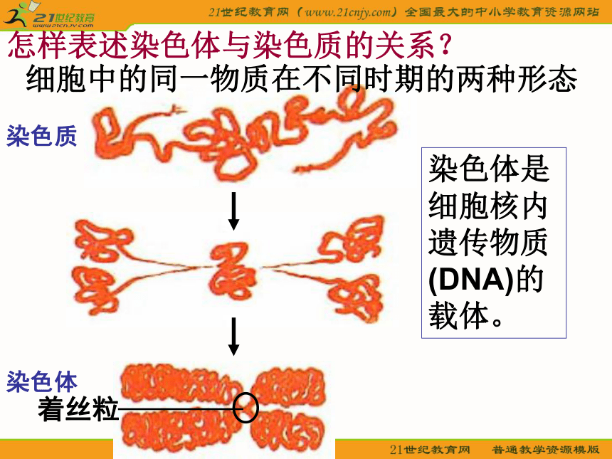高中生物课件浙教版必修2第2章第1节：《减数分裂中的染色体行为》