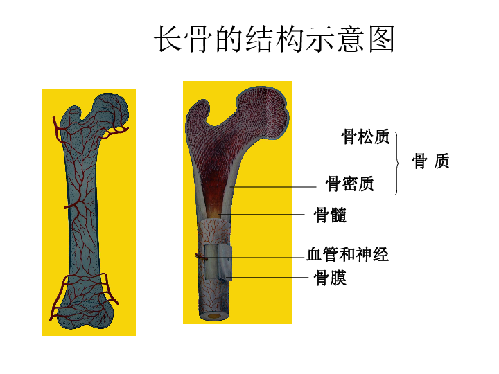 八年级上册长骨结构图图片