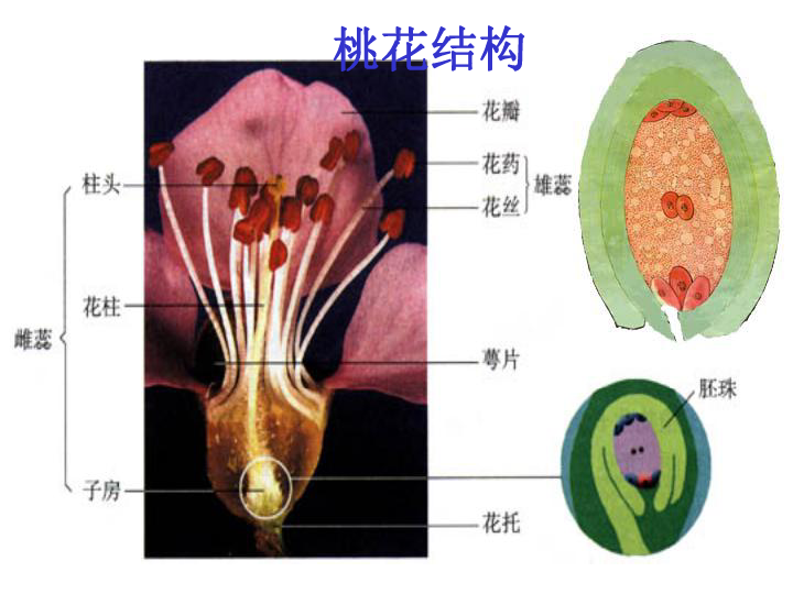 1植物的有性生殖和发育浙江省宁波市
