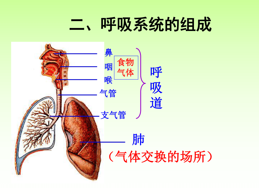 中考生物专题四生物圈中的人 新陈代谢（22张PPT）