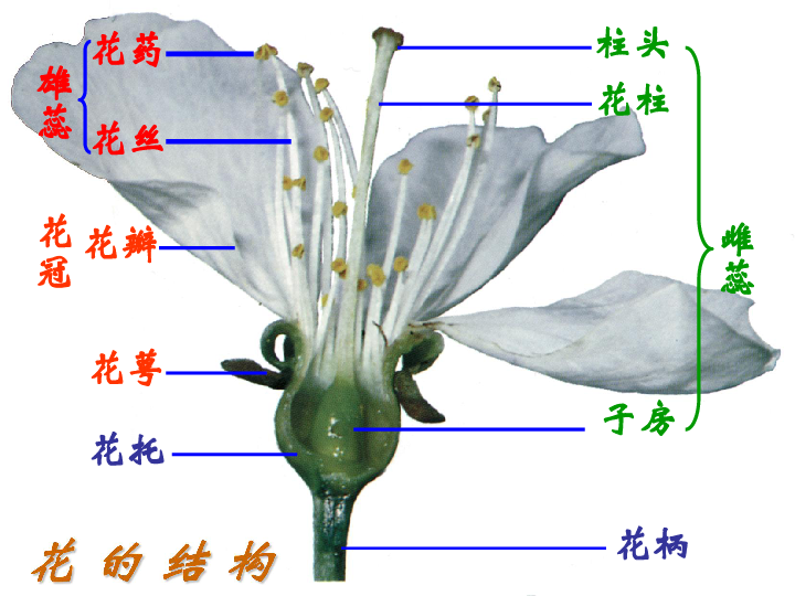 北师大版八年级上册生物  19.3 植物的生殖方式 课件(36张PPT)