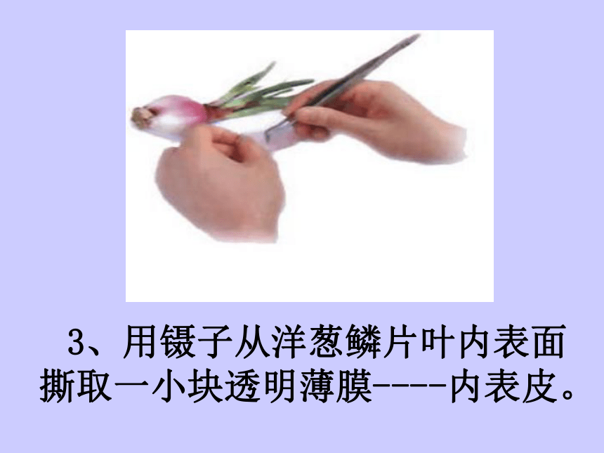 细胞的结构和功能