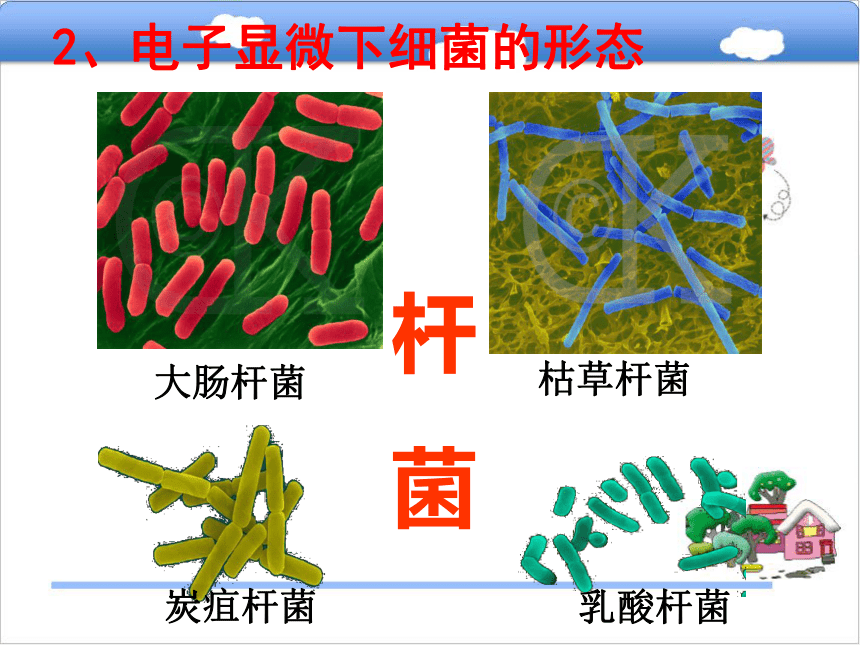 八年级生物上册5.1.1细菌课件（新版）冀教版 (1)  25张PPT