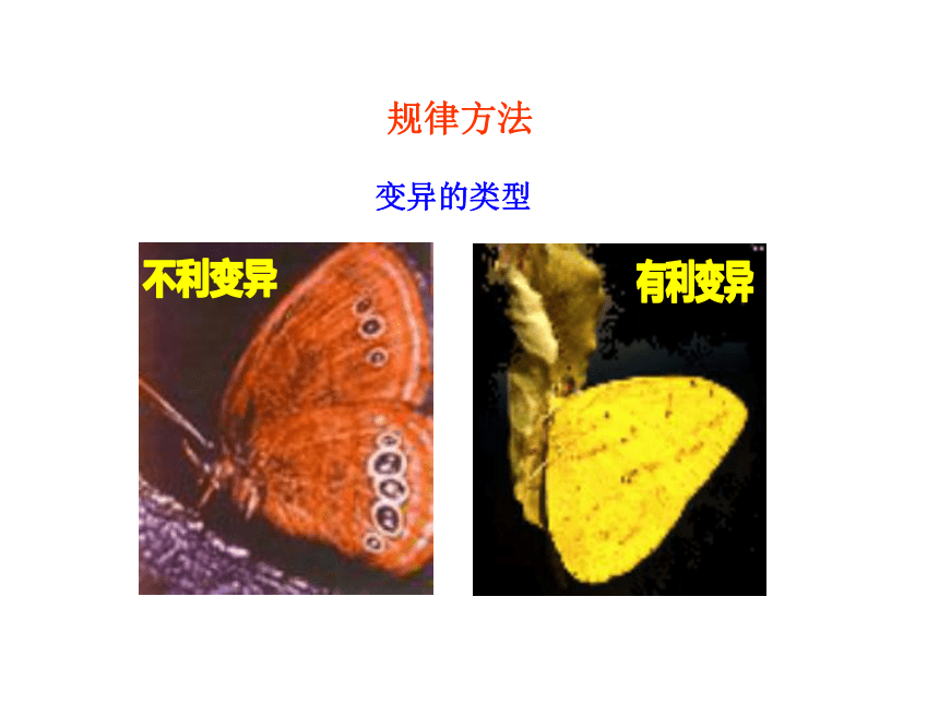 第四节 生物的变异 课件（共23张PPT）