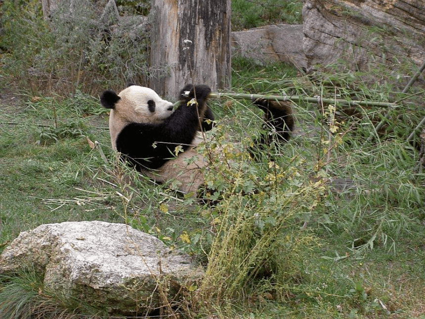 大熊猫     课件