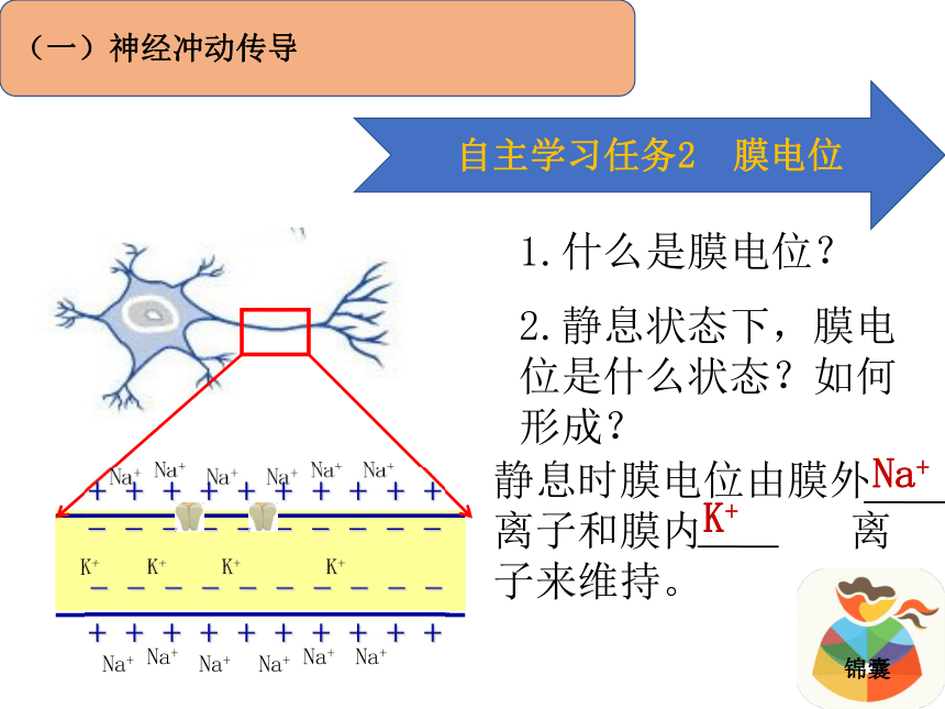 《神经系统中信息的传递 和调节》 课件  (共24张PPT)