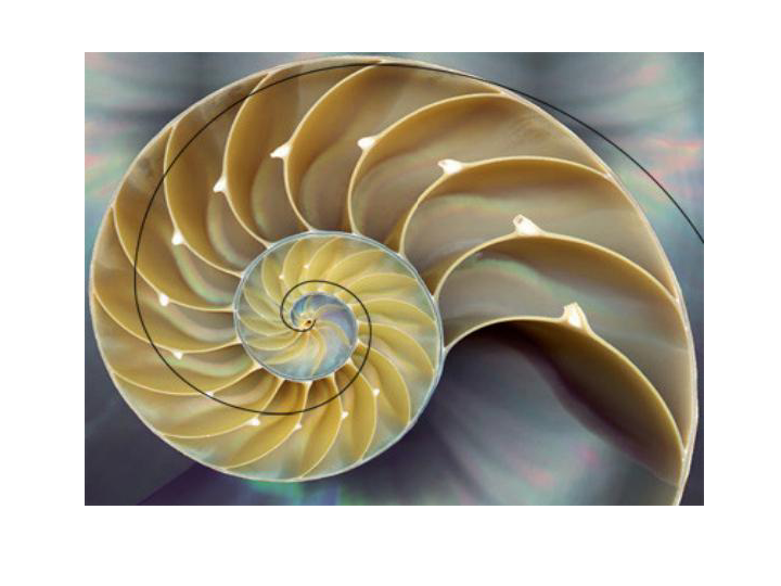七 数学百花园——黄金螺旋线 课件（18张PPT）