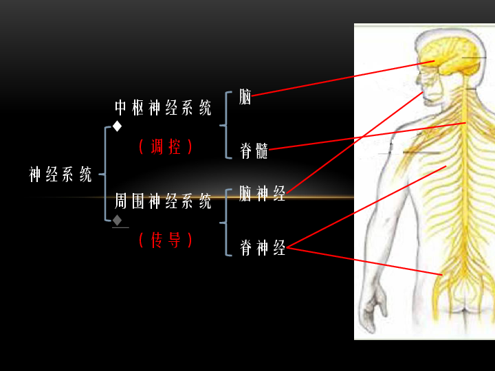 上海版八年级上册生物  2.1.1神经系统的组成（1）脑 课件  (17张PPT)