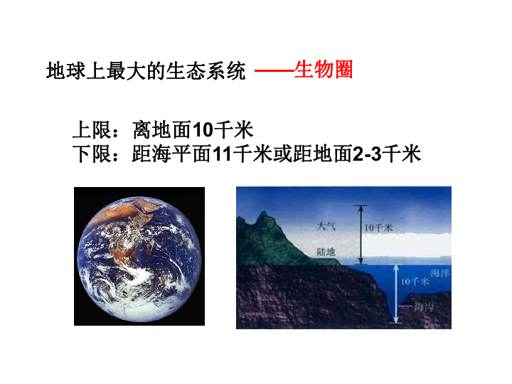 2.4 生态系统的结构和功能 课件(共36张PPT)