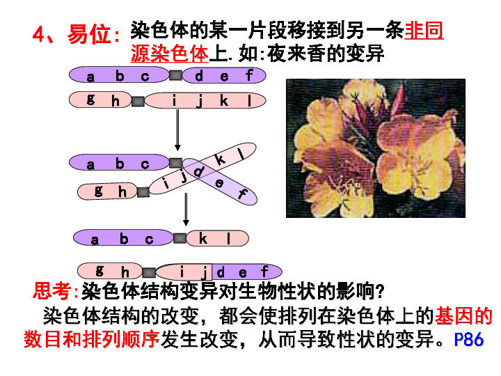 人教版高中生物必修二5.2-染色体变异(共49张PPT)