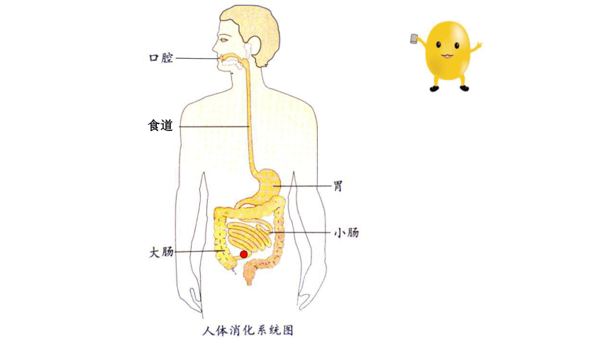 我们知道人体的消化器官包括口腔,食管,胃,小肠,大肠,每个器官都有