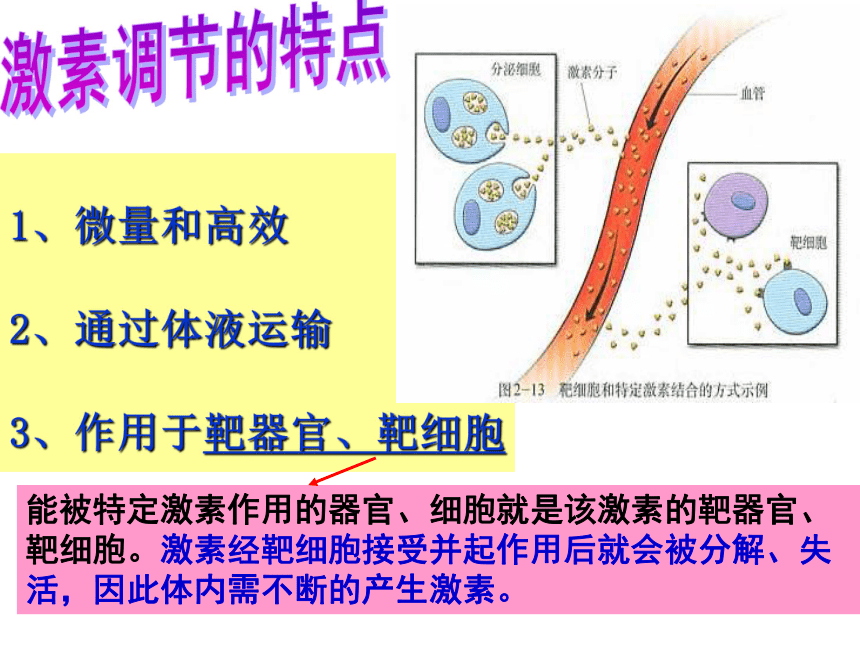 生物必修3第2章第3节高等动物的内分泌系统与体液调节 课件(共58张PPT)