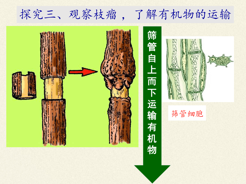 筛管及伴胞的示意图图片