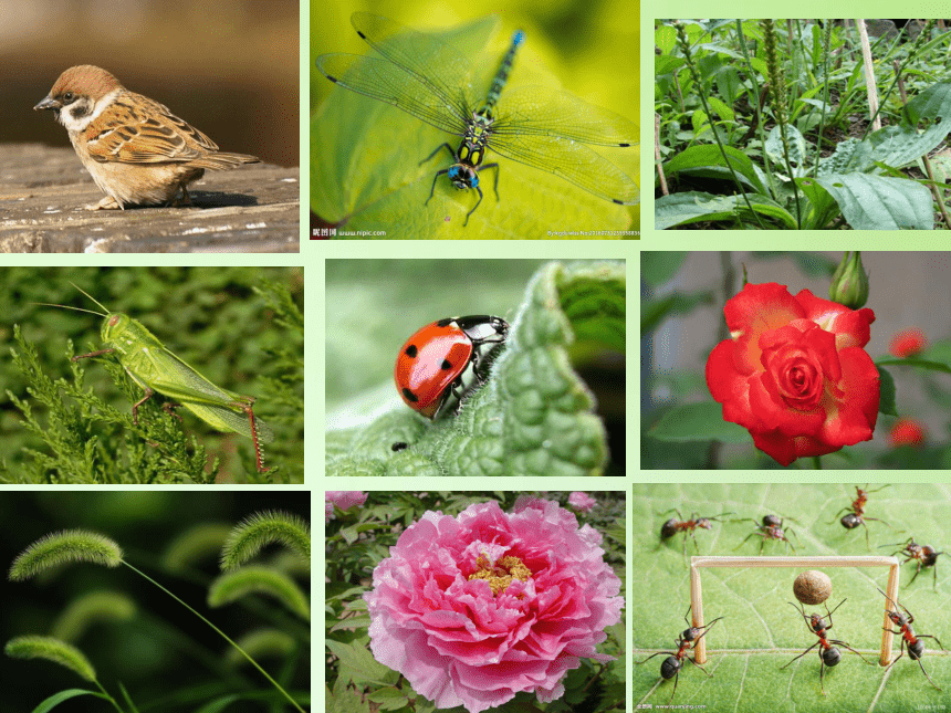 教科版六年级科学上册教学课件4.8生物多样性的意义(共30张PPT)