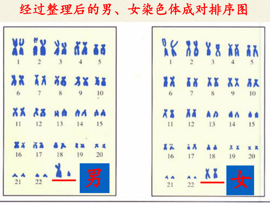 人教版八下724人的性别遗传课件21张ppt