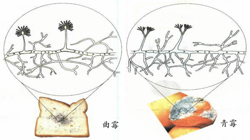 有细胞结构的微生物单细胞微生物:细菌 ,放线菌,支原体,衣原体,立克次