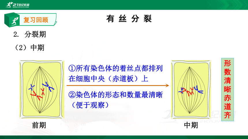 2.1 复习有丝分裂(共15张PPT）(人教版）