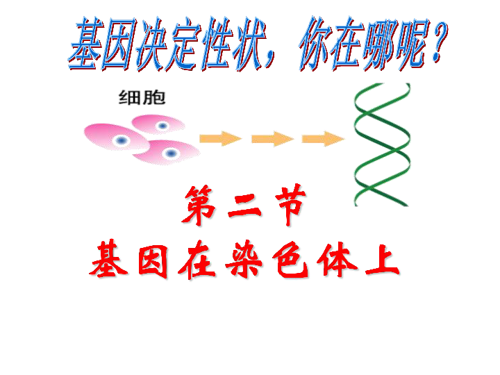 人教版高中生物必修二  第二章 基因和染色体的关系    第2节 基因在染色体上   （共48张PPT）