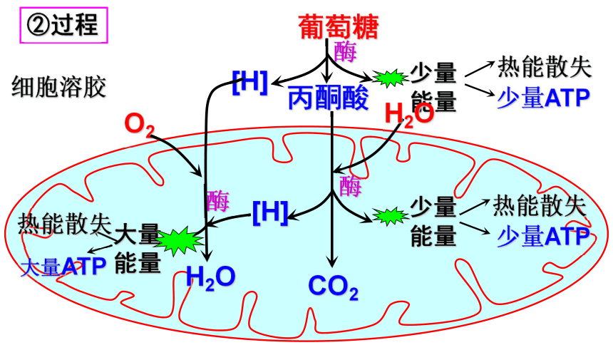 高中生物浙科版必修1 第三章 细胞的代谢第四节 细胞呼吸课件（26张）