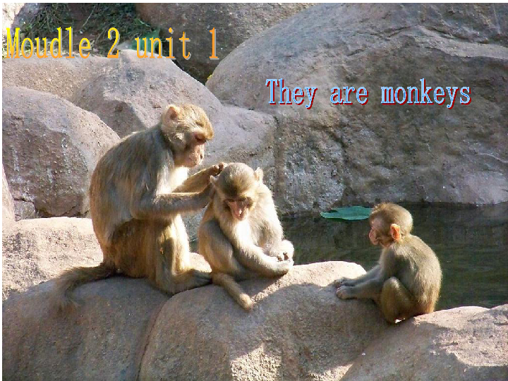 Module 2 Unit 1 They are monkeys 课件(共22张PPT)无音视频