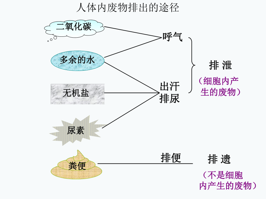 2017云南中考试题研究 生物 名师ppt 人体内废物的排出