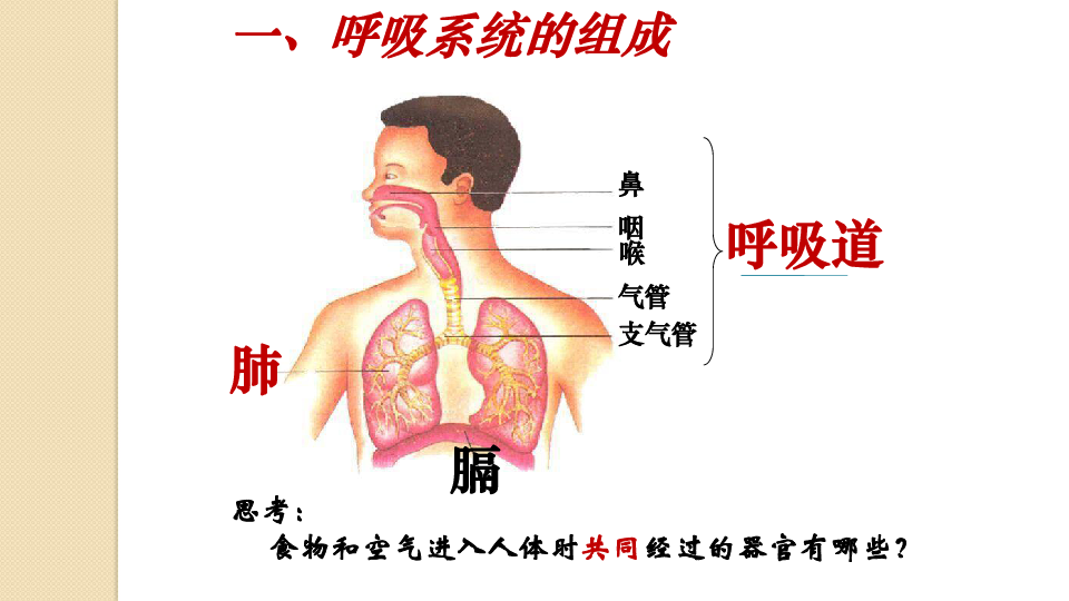 第一节呼吸道对空气的处理教学课件（22张PPT+素材） (2份打包)