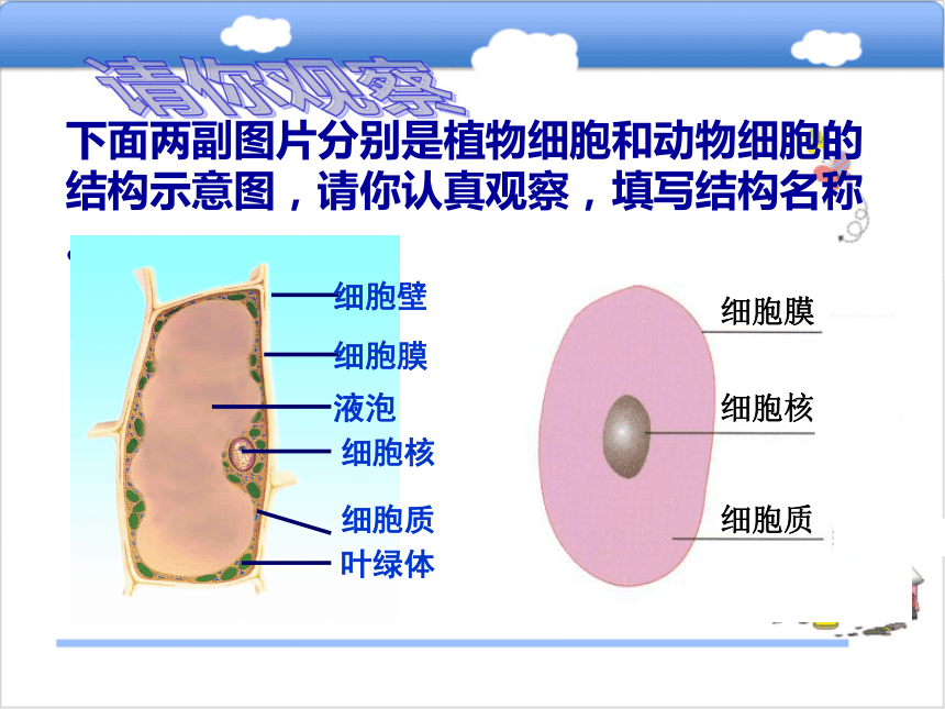 八年级生物上册5.1.1细菌课件（1）（新版）冀教版  29张PPT