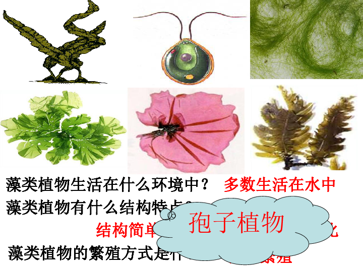 冀教版七上生物  3.4苔藓植物与蕨类植物 课件 (42张PPT)