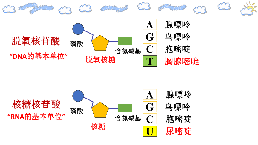 八种核苷酸图片