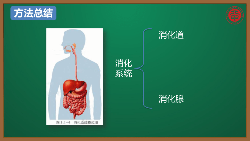 初中生物複習知識點精講課件29人體消化系統的組成和功能