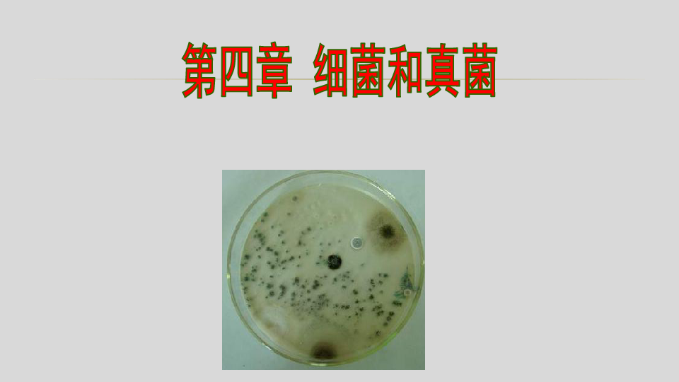 人教版八年级生物上册5.4.1细菌和真菌的分布课件（32张PPT）