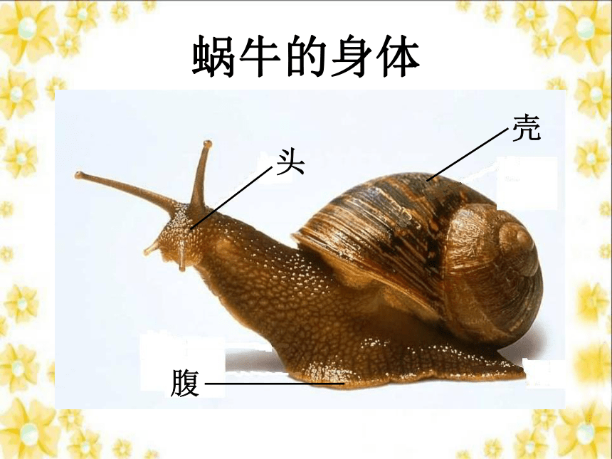三年级科学上册《蜗牛（一）》课件