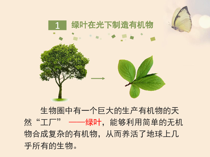 绿色植物是生物圈中有机物的制造者（26张PPT）