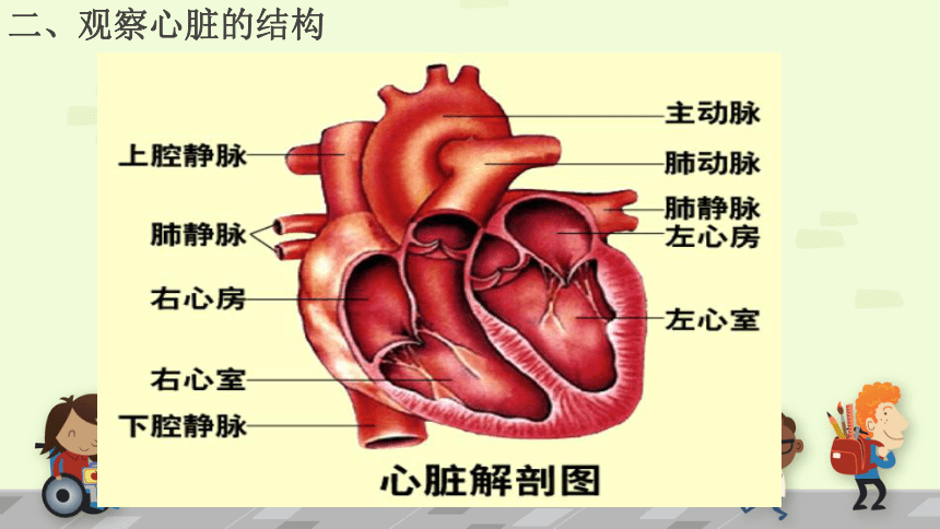 人教版七年级生物下册4.4.3输送血液的泵—心脏 课件 (共33张PPT)