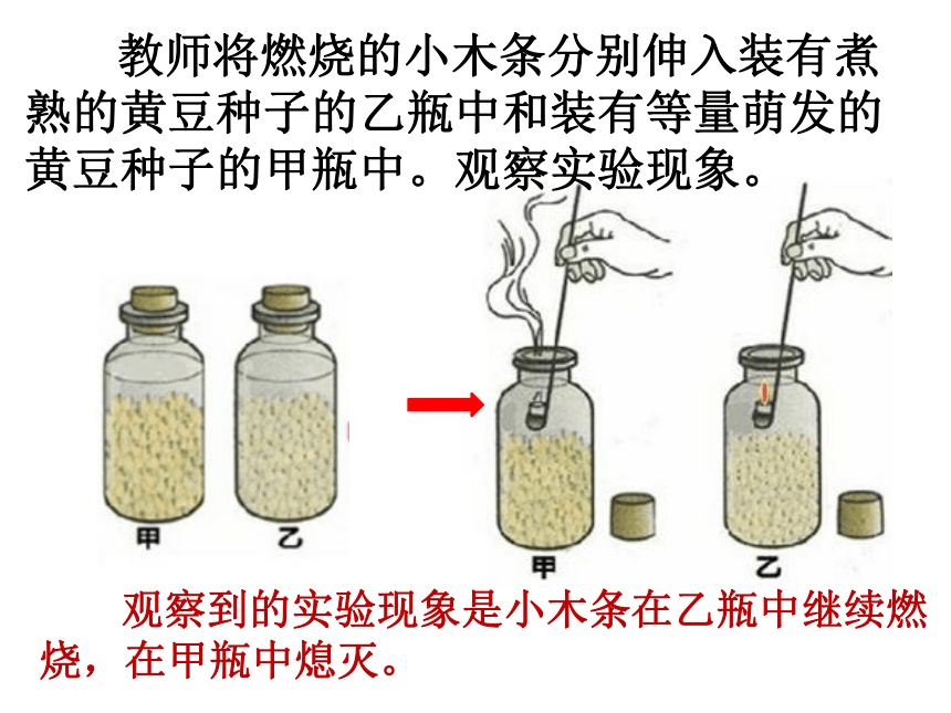 2017年秋人教版七年级上册生物课件3.5.2绿色植物的呼吸作用 （共20张PPT）