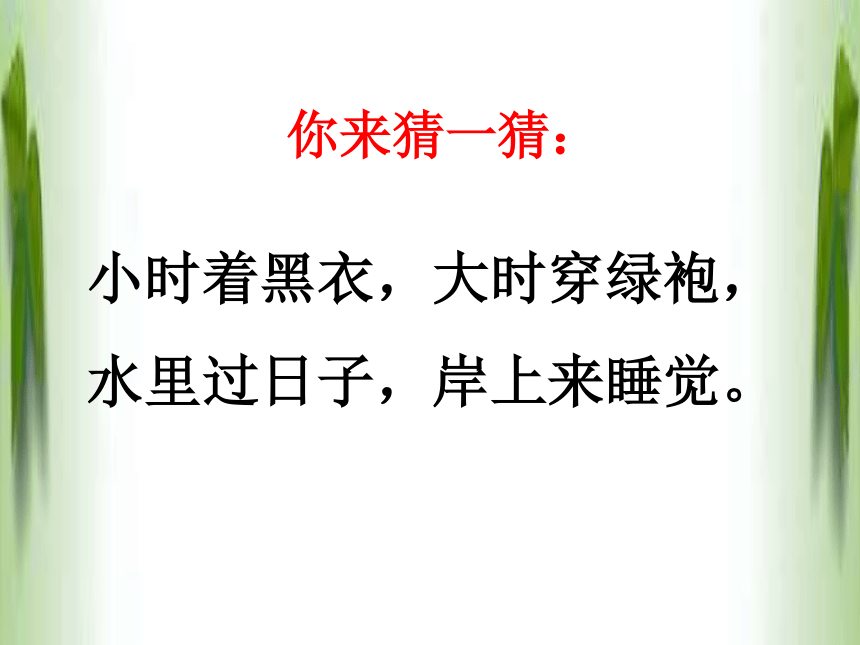 2020-2021学年人教版八年级生物下册 7.1.3两栖动物的生殖和发育 课件（共15张PPT）