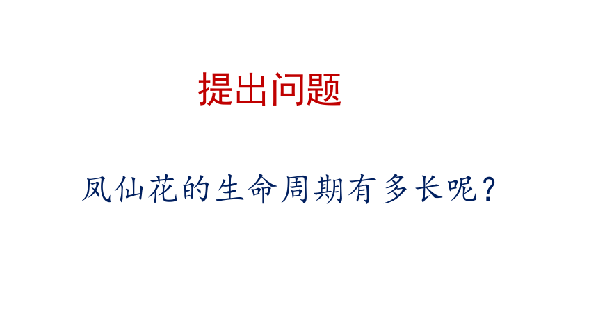 教科版（2017秋）四年级下册1.8《凤仙花的一生》（课件14ppt）